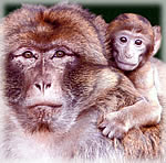 La montagnes des singes