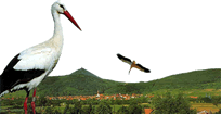 Cigoland