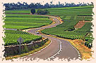 La route des vins